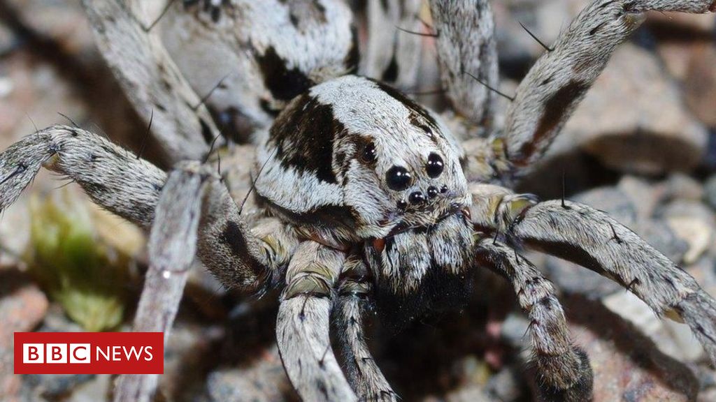 Great fox-spider rediscovered on MoD land in Surrey