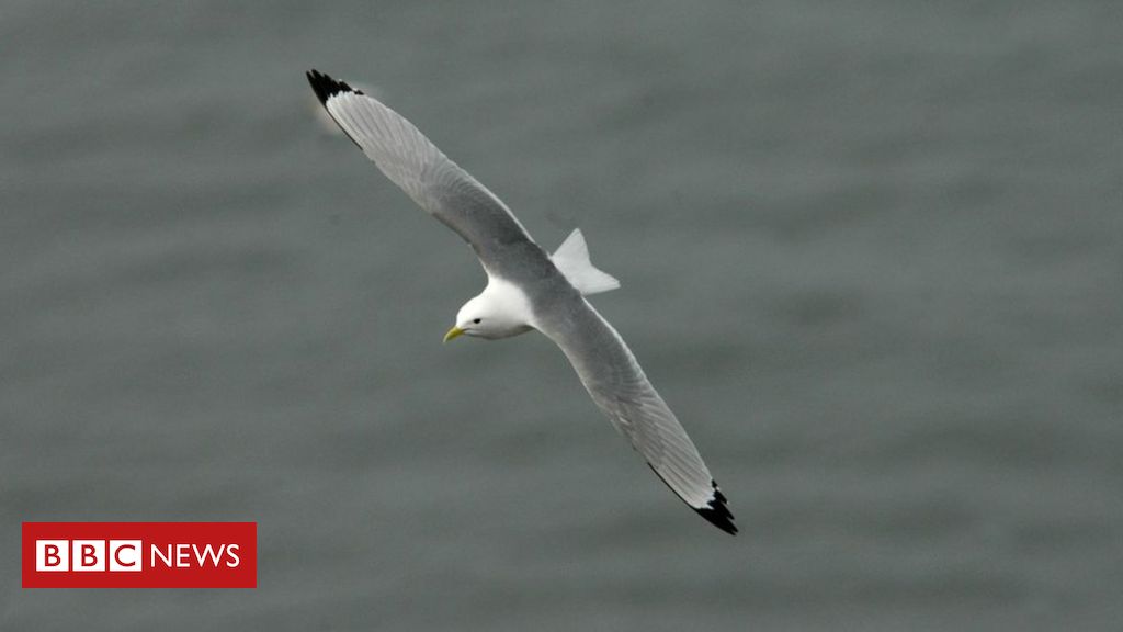 Bird charity warns of harm from new wind farm
