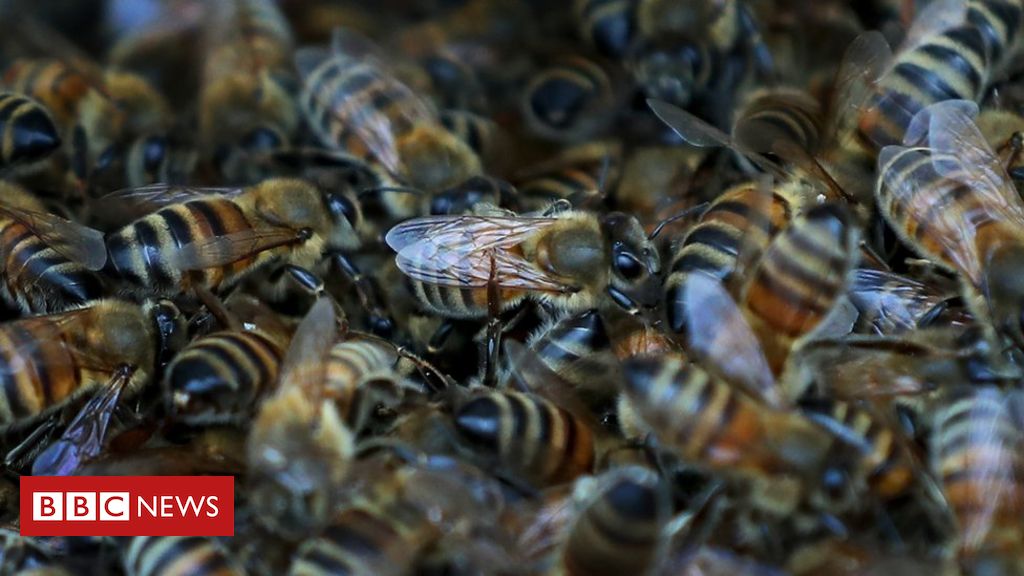 Brexit: Millions of bees could be 'destroyed' over import rules