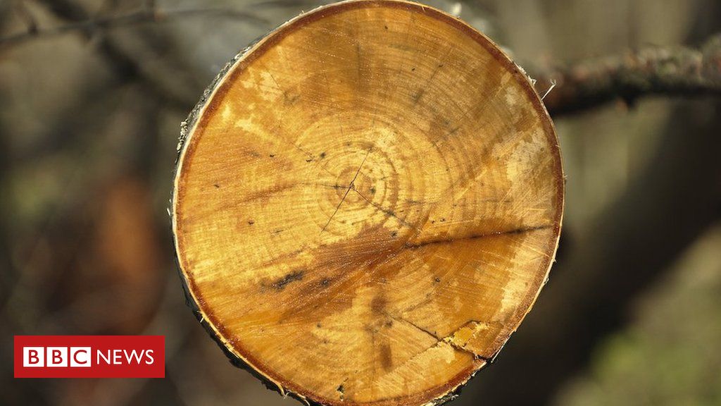 Lab-grown wood could be future of furniture