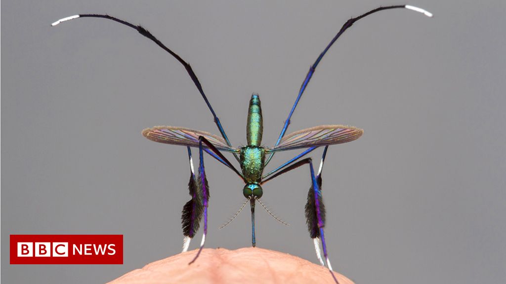 Wildlife photo: Is this the world's most beautiful mosquito?