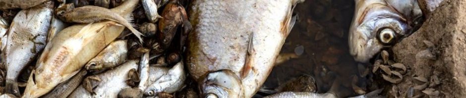 Oder mass fish deaths: Searching for clues to Polish-German border mystery